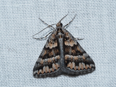 Dichromodes fulvida