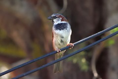 Passer domesticus
