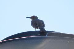 Toxostoma curvirostre