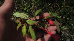 Fuchsia petiolaris