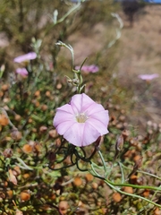 Convolvulus remotus
