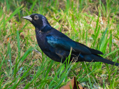 Molothrus bonariensis