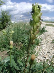 Rhinanthus alectorolophus