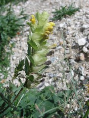 Rhinanthus alectorolophus