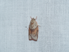 Euchaetis crypsichroa
