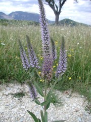 Veronica orchidea