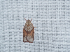 Euchaetis crypsichroa