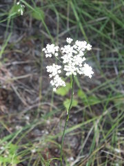 Perideridia gairdneri