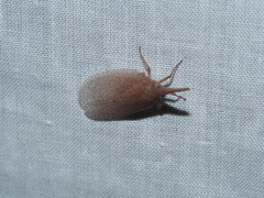 Rentinus dilatatus