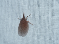 Rentinus dilatatus