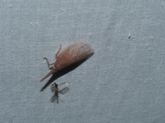 Rentinus dilatatus