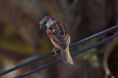 Passer domesticus