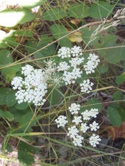 Perideridia gairdneri