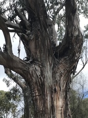 Eucalyptus globulus globulus
