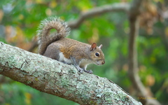 Sciurus carolinensis