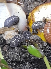 Armadillidium vulgare