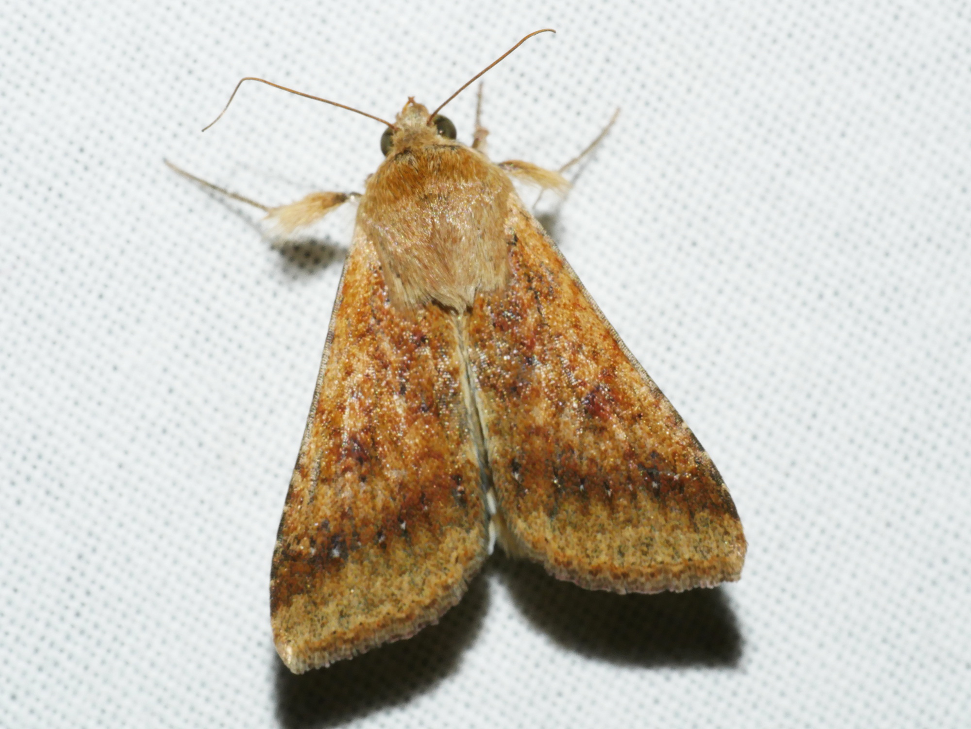 Helicoverpa punctigera - Wikipedia