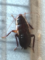 Drymaplaneta semivitta