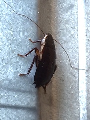 Drymaplaneta semivitta