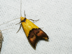 Hemibela oxyptera