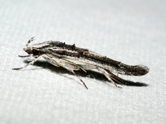 Leptozestis ecstatica