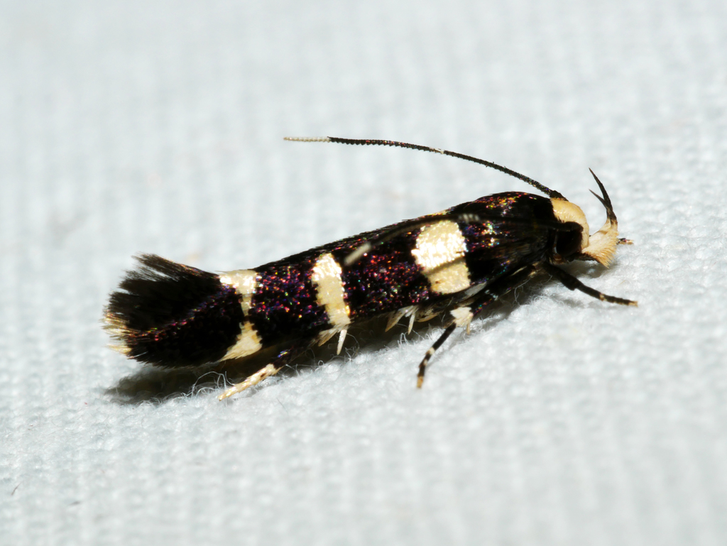Limnaecia trissodesma
