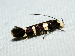 Limnaecia trissodesma