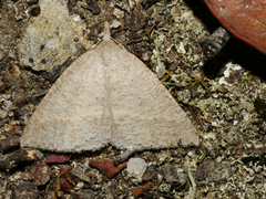 Nearcha nullata