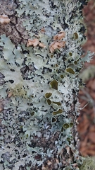 Parmotrema submarginale