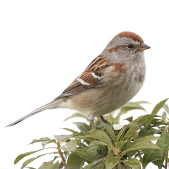 American Tree Sparrow photo 5