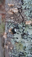 Parmotrema submarginale