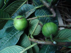 Ficus lacunata