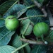 Ficus lacunata - Photo (c) Alex Reynolds, some rights reserved (CC BY-NC), uploaded by Alex Reynolds