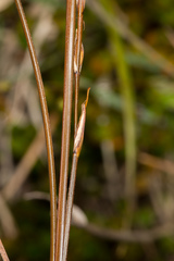 Carex punicea