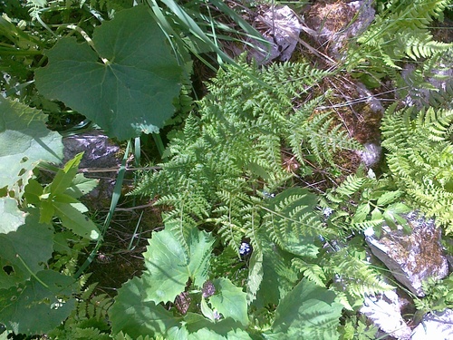 Mountain bladderfern (Cystopteris montana)