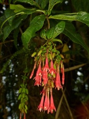 Fuchsia dependens