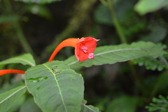 Fuchsia macrostigma