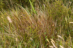 Carex punicea