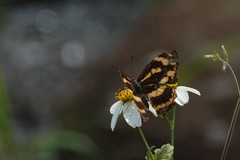 Symbrenthia lilaea formosanus