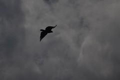 Spilornis cheela