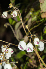 Jovellana sinclairii