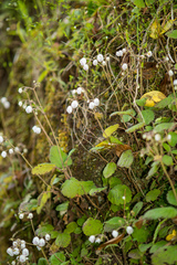 Jovellana sinclairii