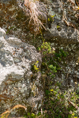 Anaphalioides subrigida