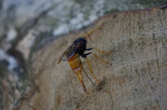 Urocerus gigas