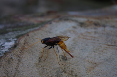 Urocerus gigas