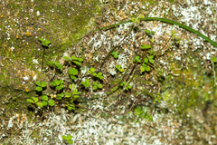 Azorella colensoi