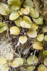 Myosotis petiolata