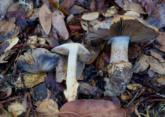 Glaucopodes