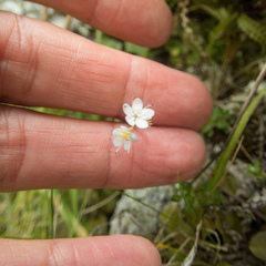 Myosotis petiolata