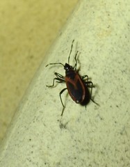 Dindymus circumcinctus